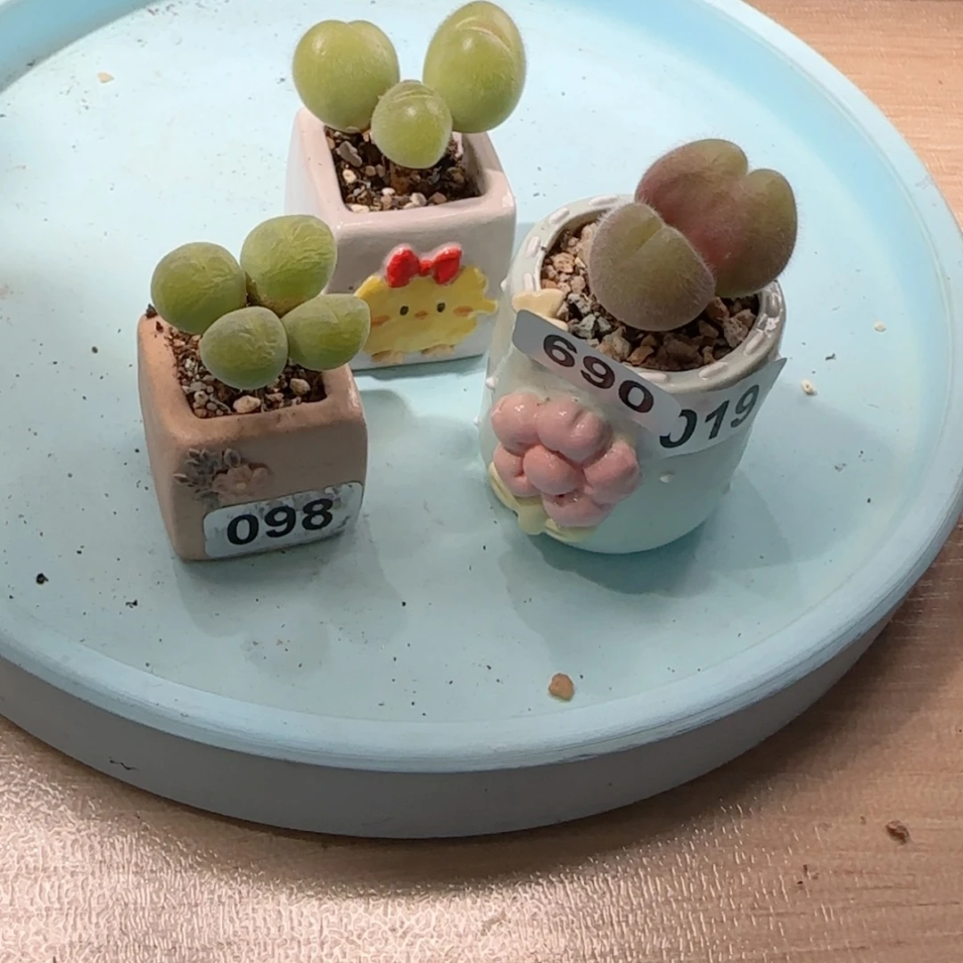 王***琳T毛翠滴盆口2.5cm