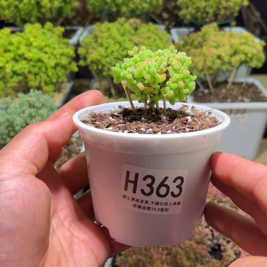 枝干番杏蜜橘糖球H363