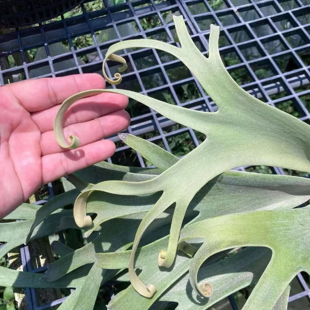 鹿角蕨爪哇纽约小体卷爪侧芽P.Willinckii New York泰国进口