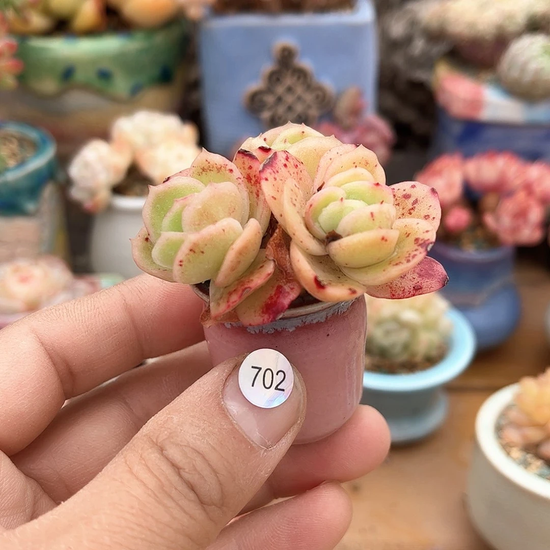 o*h702 含盆含土发货 30包邮偏远除外