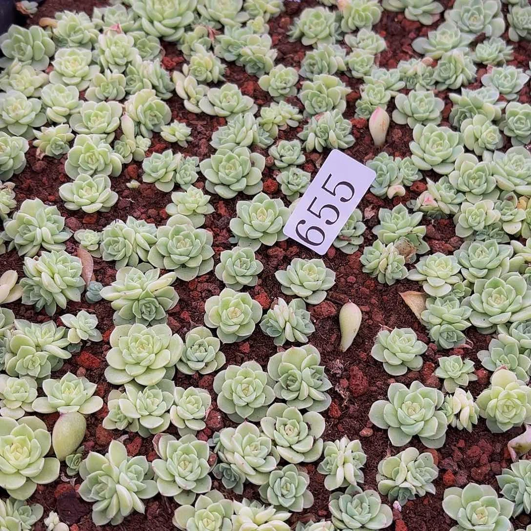 ?*?多肉植物多肉植物655