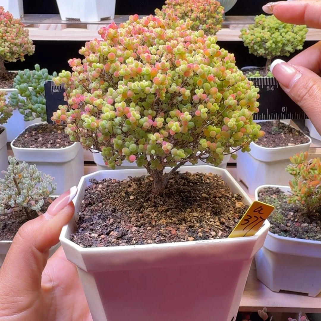 a377号蜜橘冠服12厘米左右