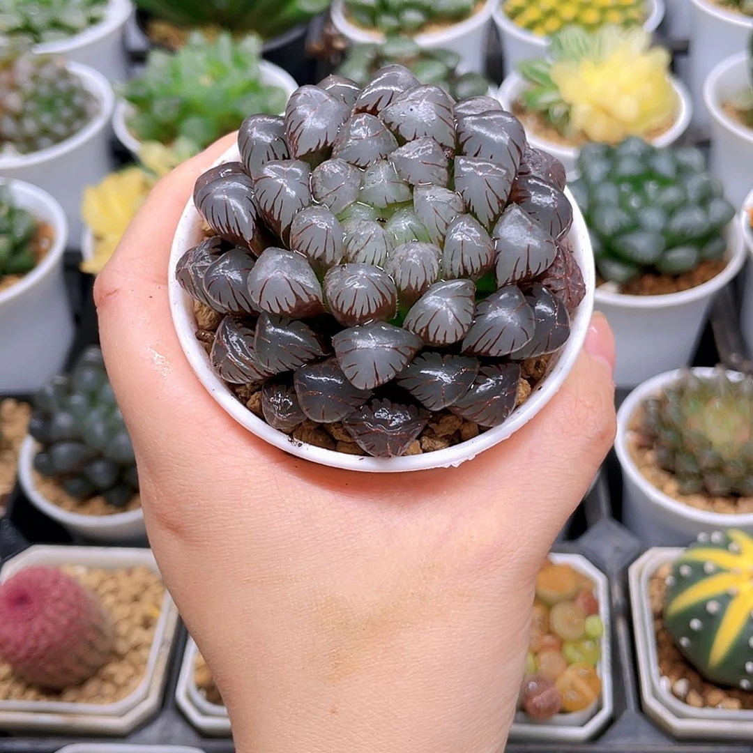 紫冰灯玉露，原盆