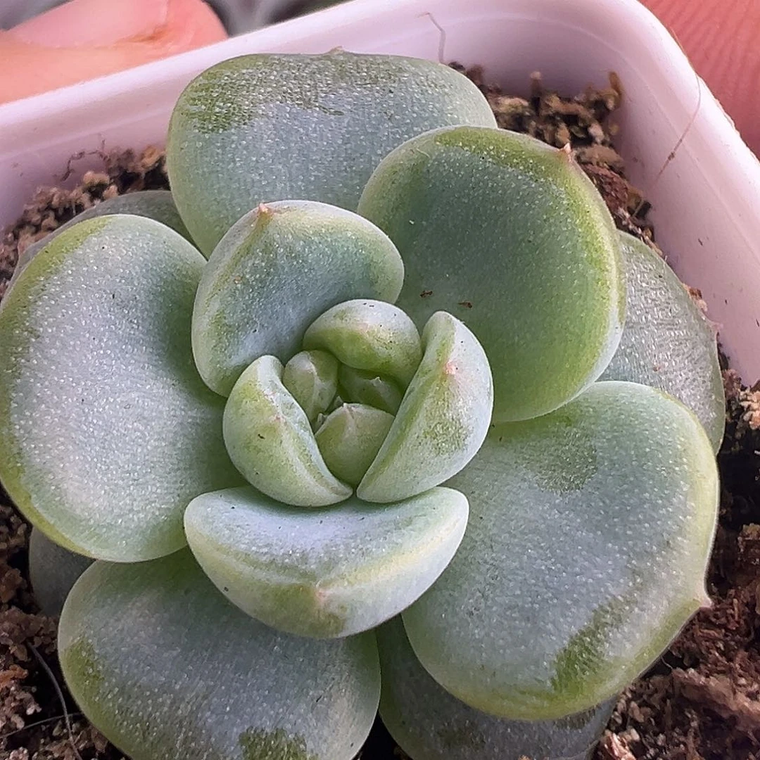 风花新品 信任度产品