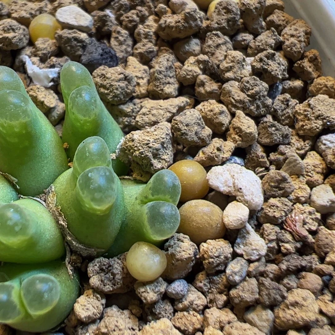 星****69多肉植物百科知识