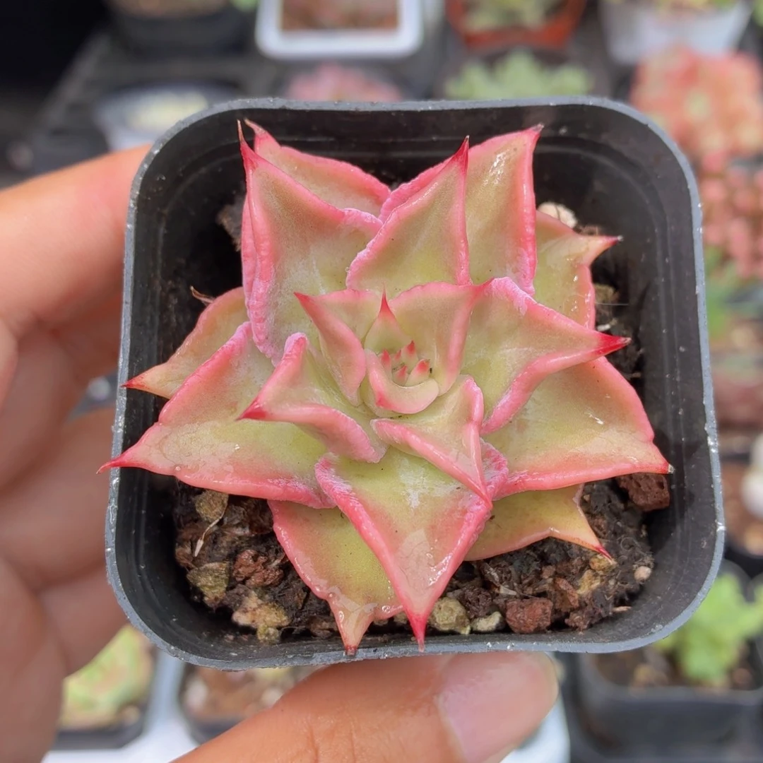 饺子皮多肉9.9包邮发货