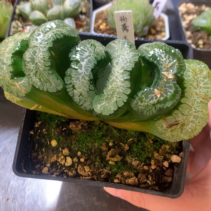 北斋玉扇一物一拍