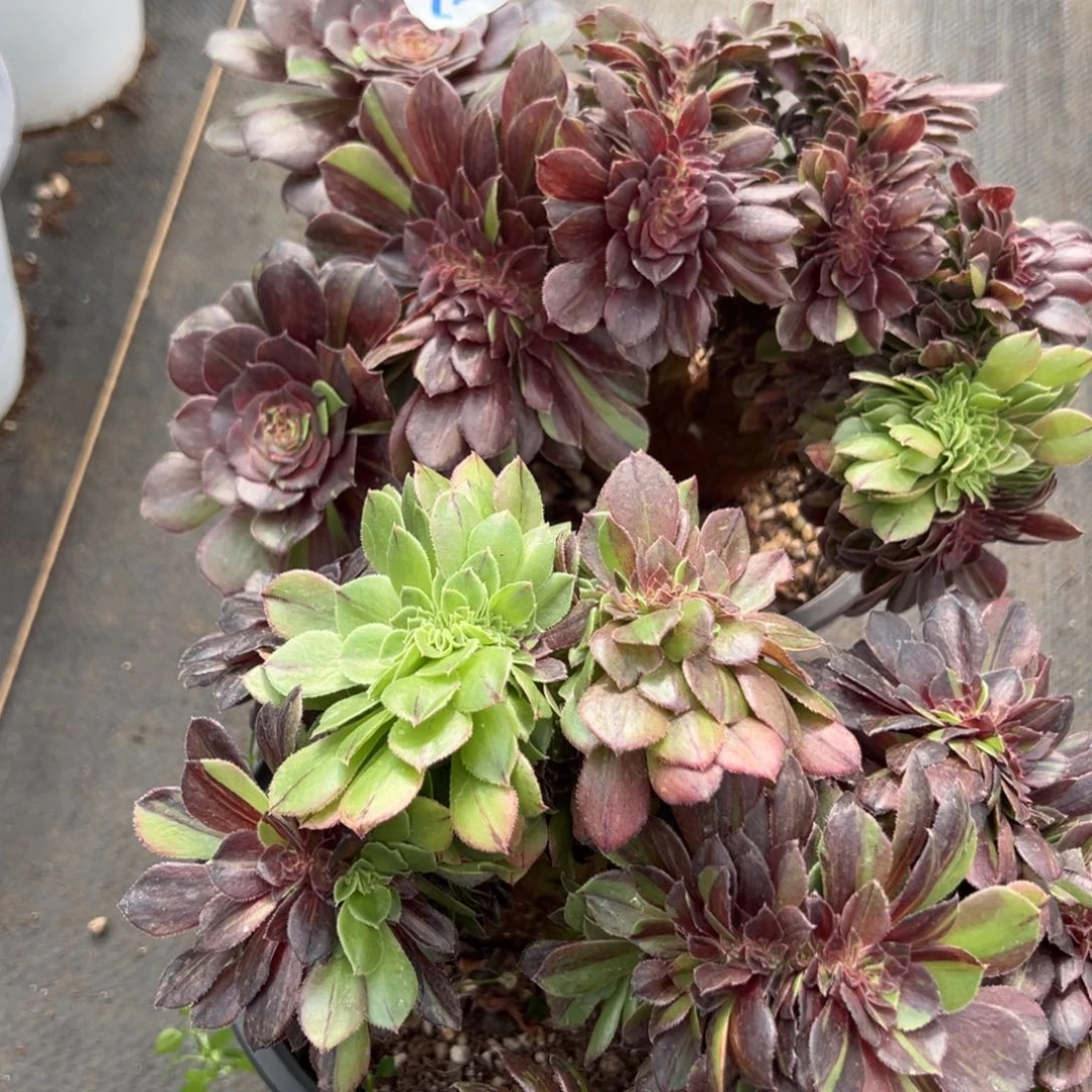 鹏***w157花月夜缀多肉多肉