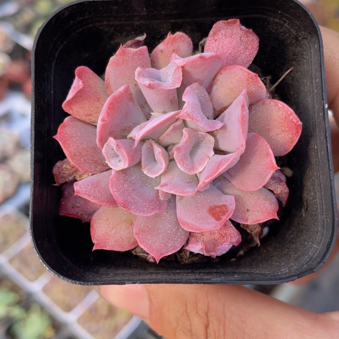 魔笛多肉9.9包邮