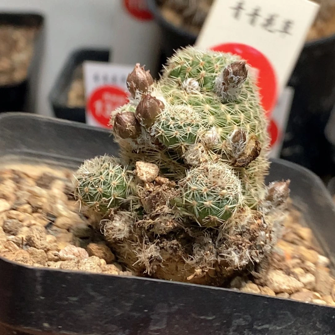 实生橙花宝山群一颗仙人球