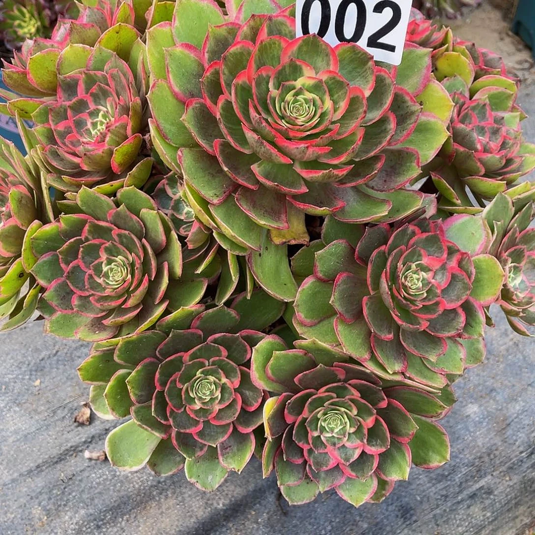 ****炮多肉法师2号粉花妖发货不包损