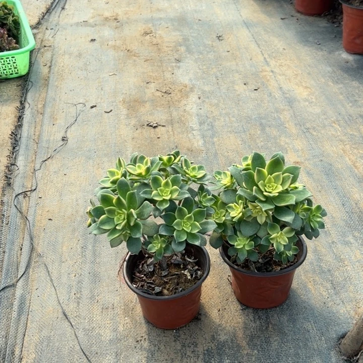 26二颗艳日辉多肉多肉