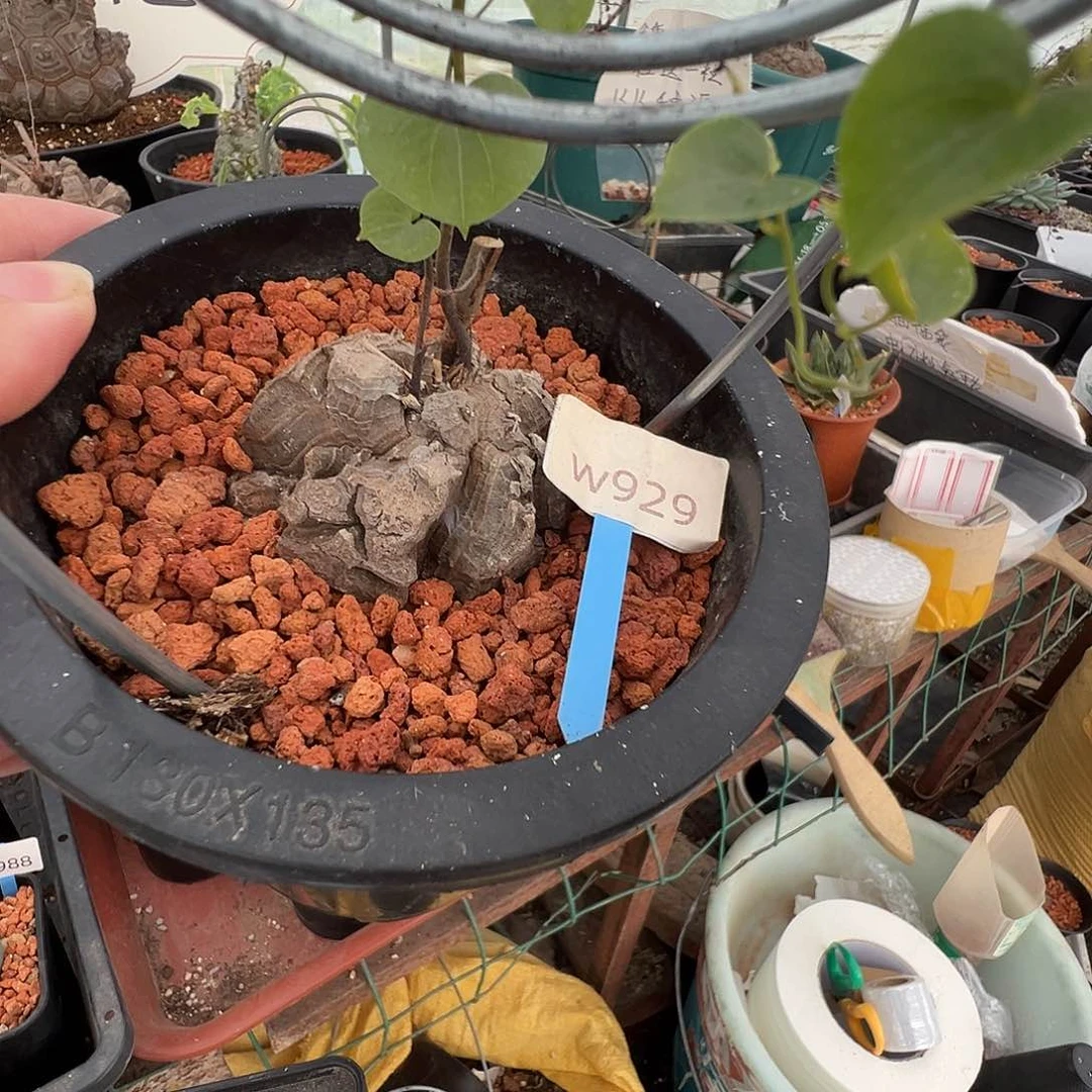 多肉植物专拍 一物一拍 南非龟甲龙929