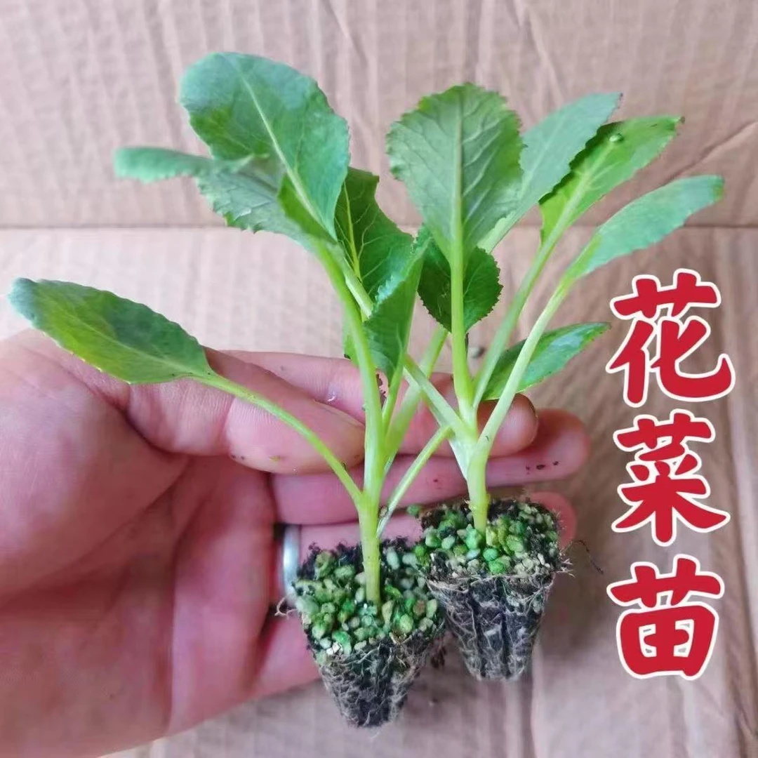 青梗松花菜苗有机花菜种苗四季可种适合阳台庭院种植