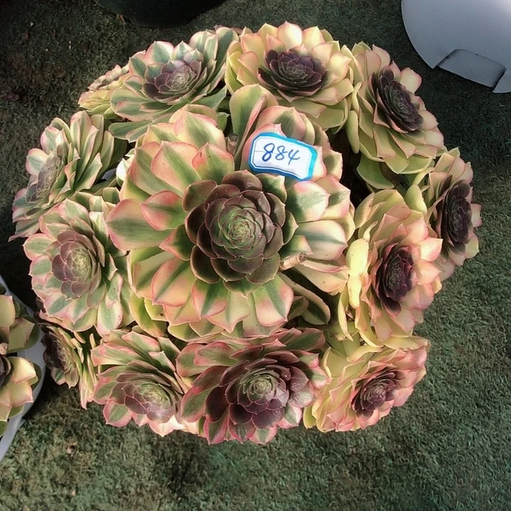 884雨荷多肉法师