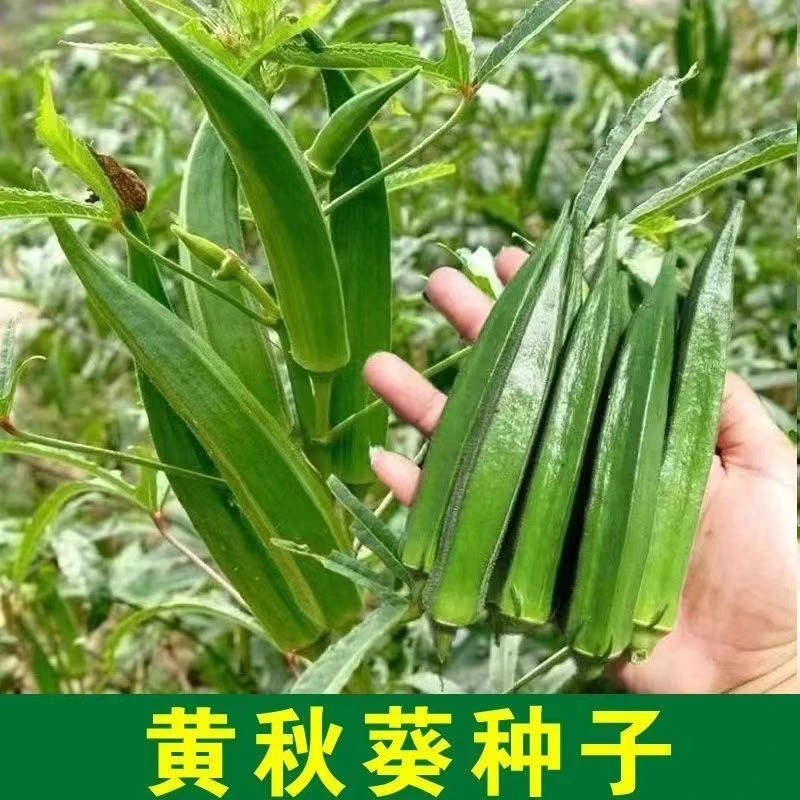 春季必种】秋葵种籽高产黄秋葵种子绿秋葵种子耐热春夏季四季种子