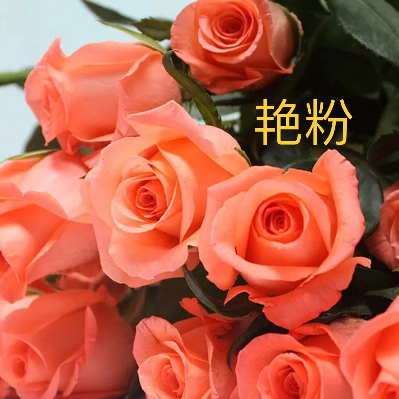 【之桃花卉】艳粉影星玫瑰 一单包邮 云南昆明发货