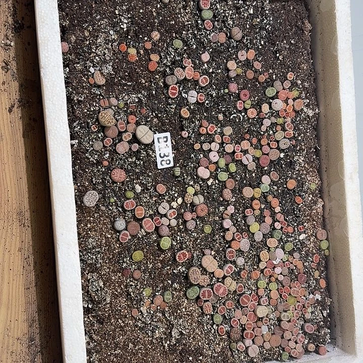 生138石花整框脱土发货不售后