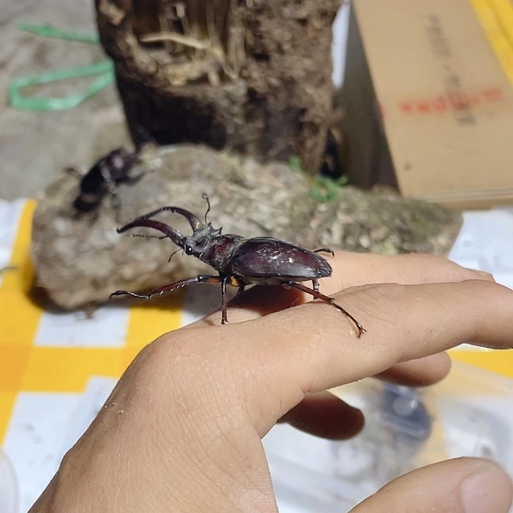 来了一组图找个人给