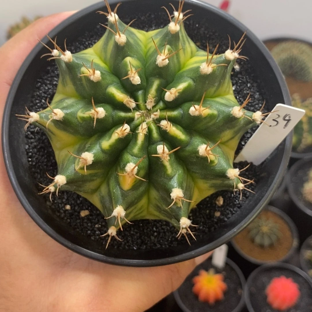 泰系全品米哈——带盆土发货