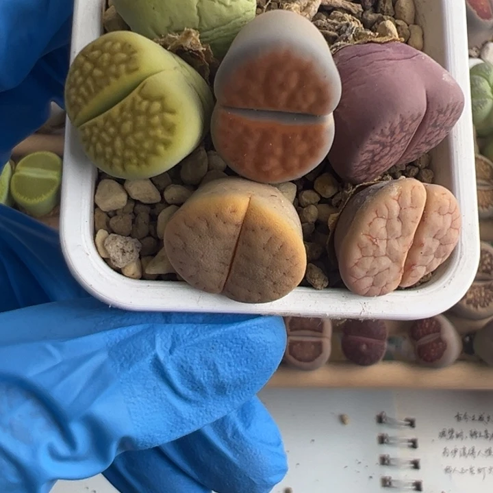 聚****徐25712粉丝专属111