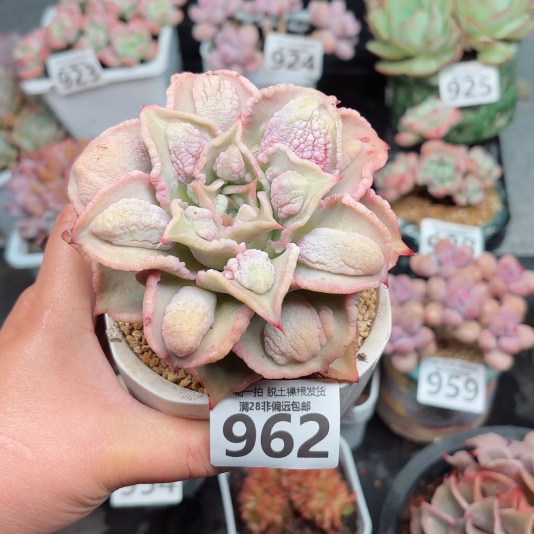 留财饺子皮无盆土发货
