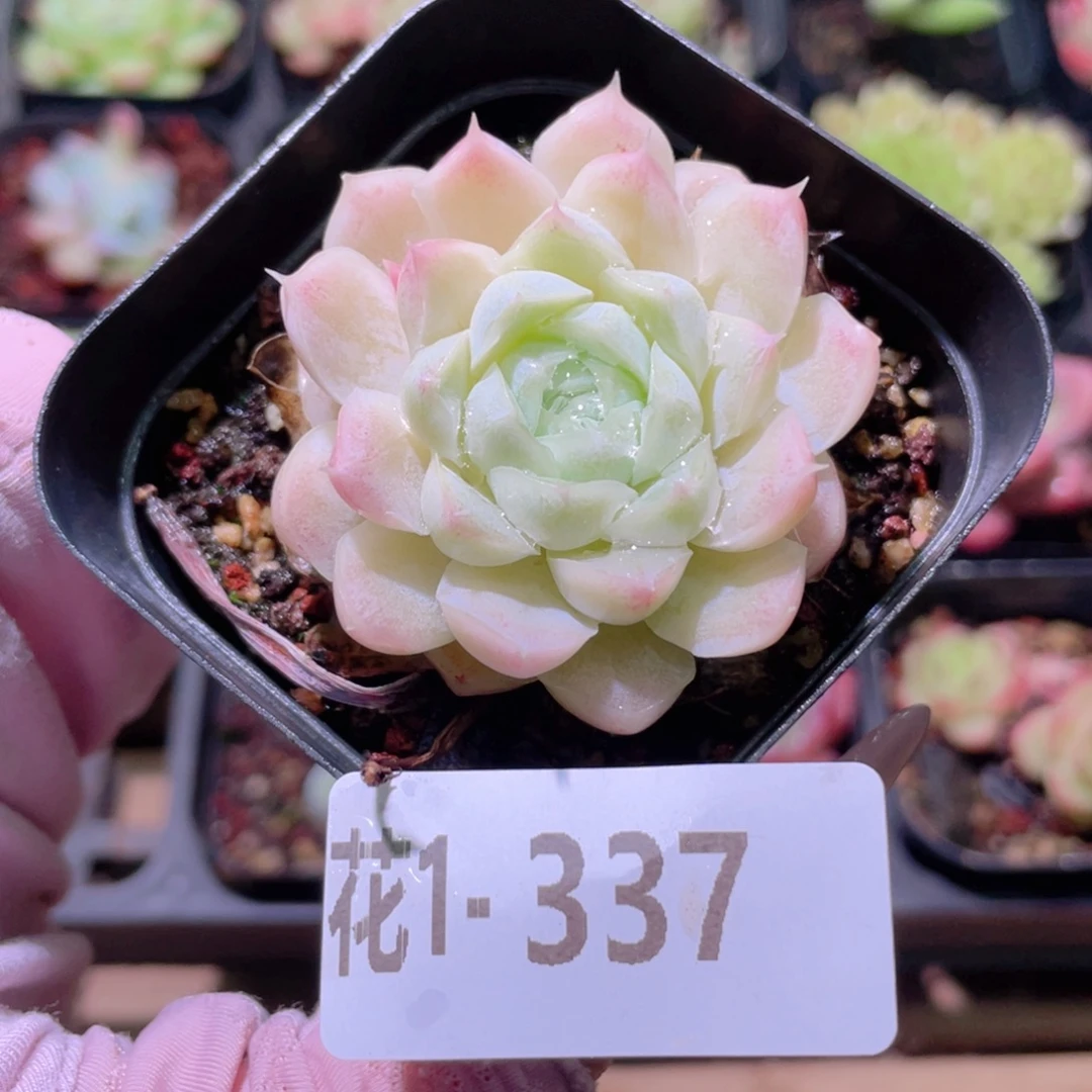 花利美1-337白月影