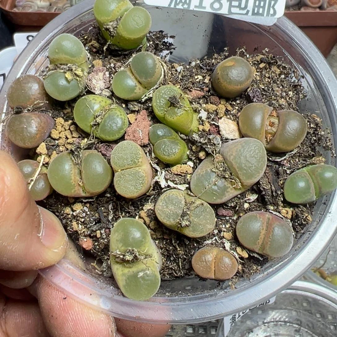 【闪购商品】 881。