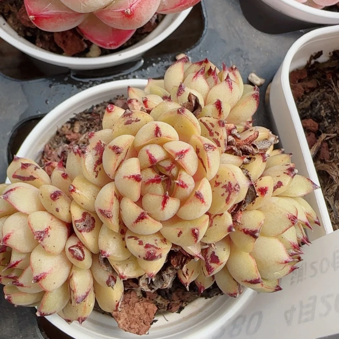 花语逸镜0420-280