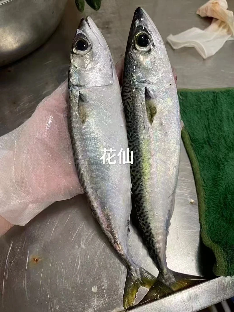 花仙/5斤2-3条装十七仔推荐惠来海鲜广东省内包邮顺丰冷链