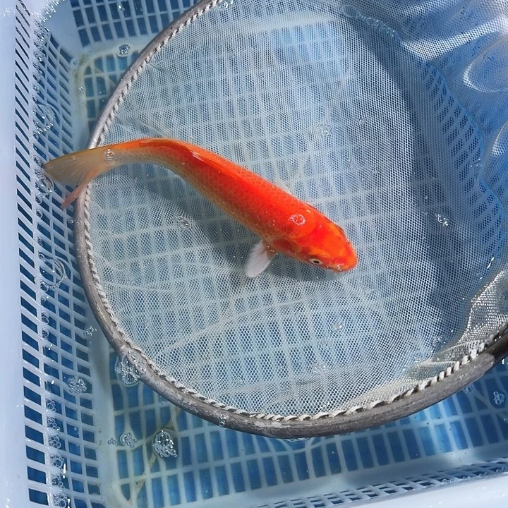 锦鲤锦鲤锦鲤讲了