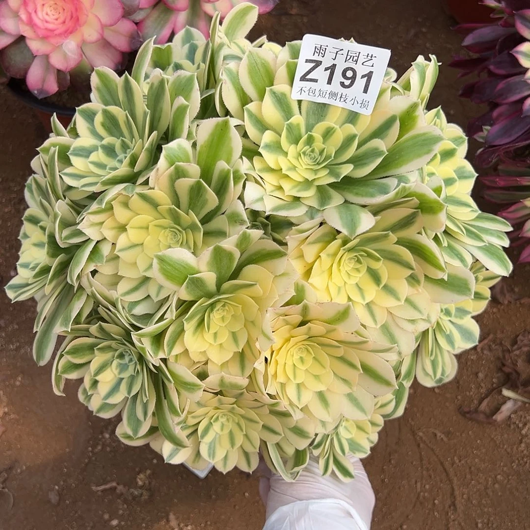 191迈巴赫尺寸28左右