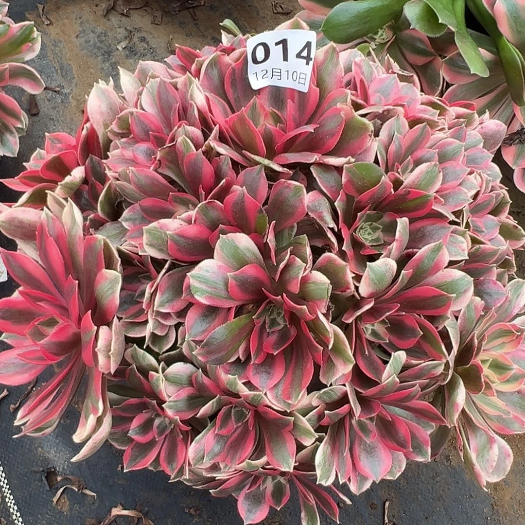 12.10-14女妖多肉植物