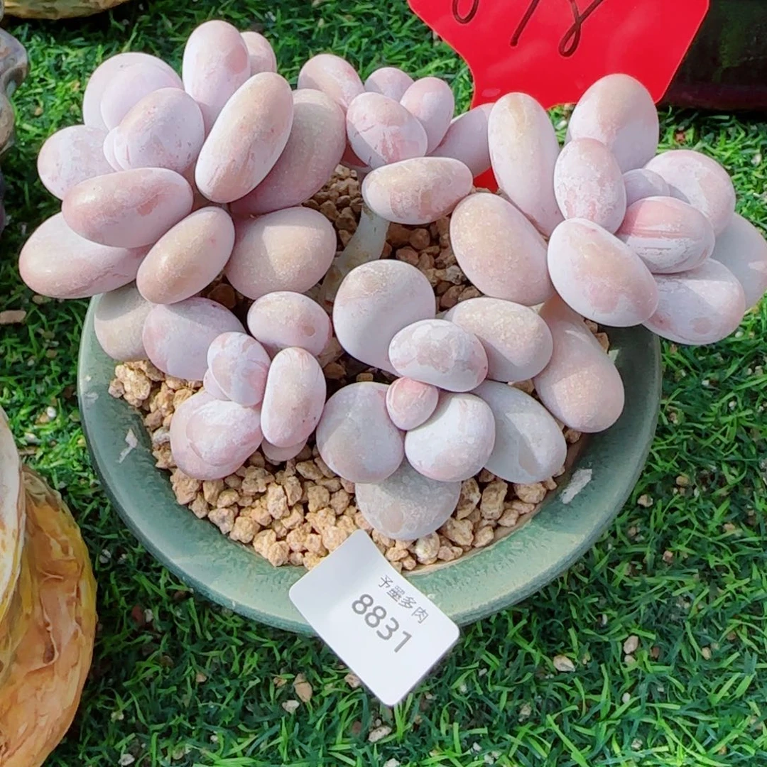 奶酪，8831多肉植物