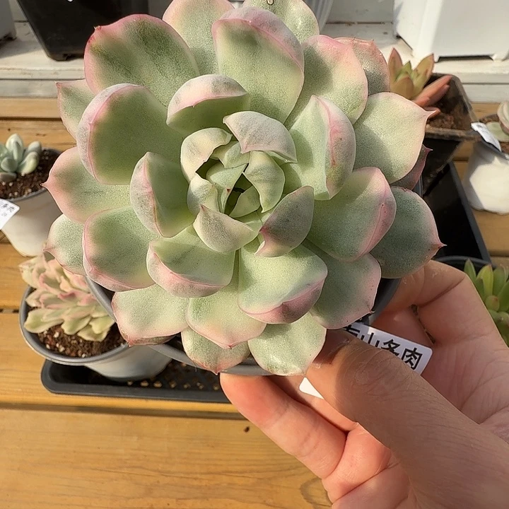 草莓蛋糕锦11111128-157