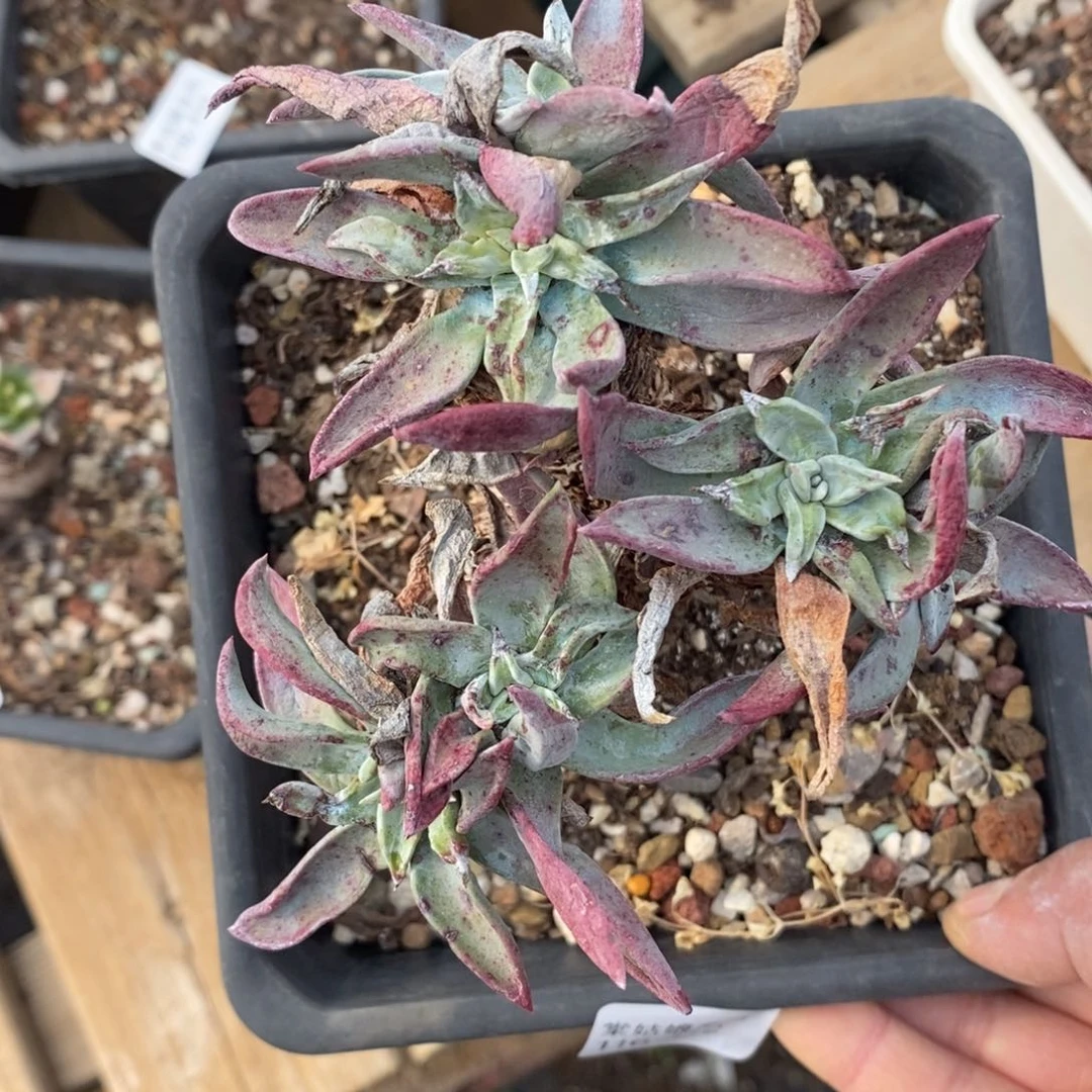 112号紫苹果叶粗腿