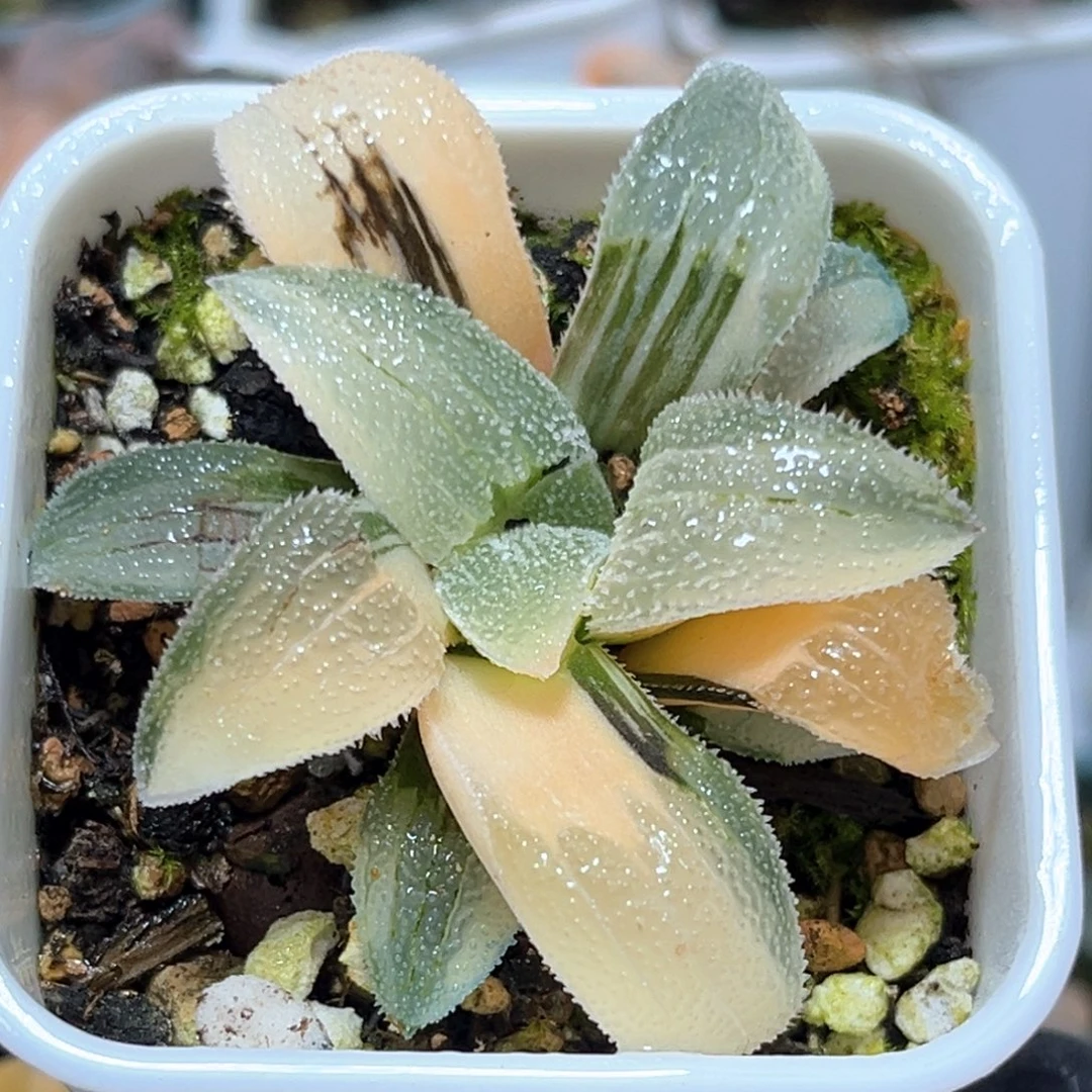 恭喜发财大吉大利0190