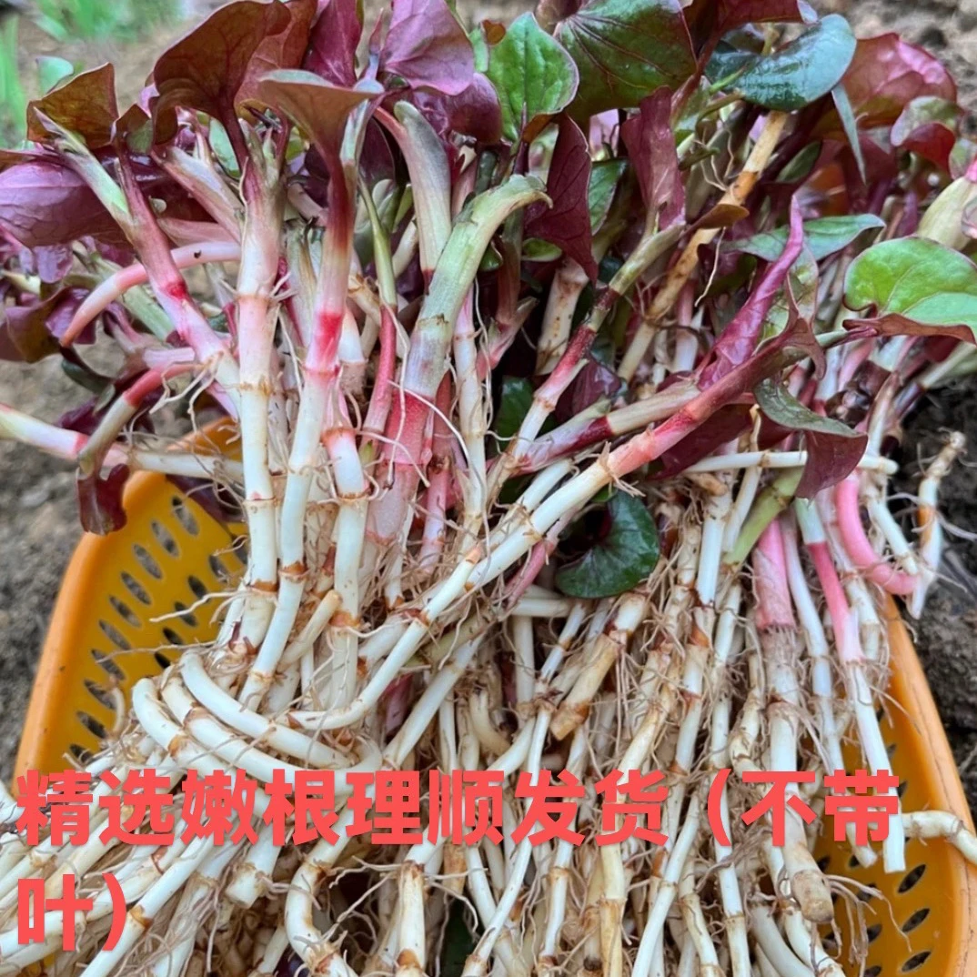 贵州新鲜折耳根农家黄耳朵鱼腥草现挖现发脆嫩新根