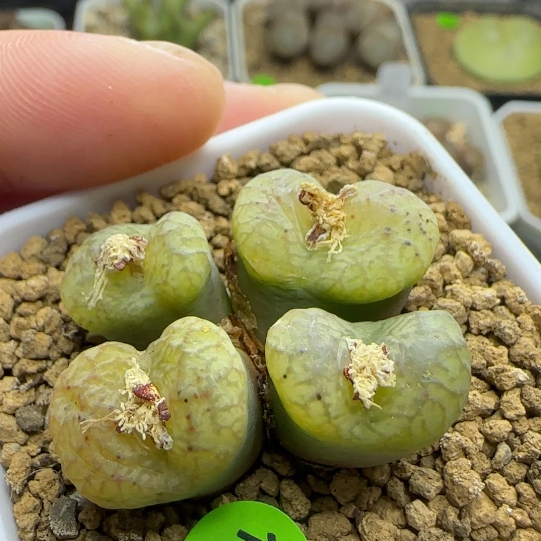 杂交群生多肉植物145