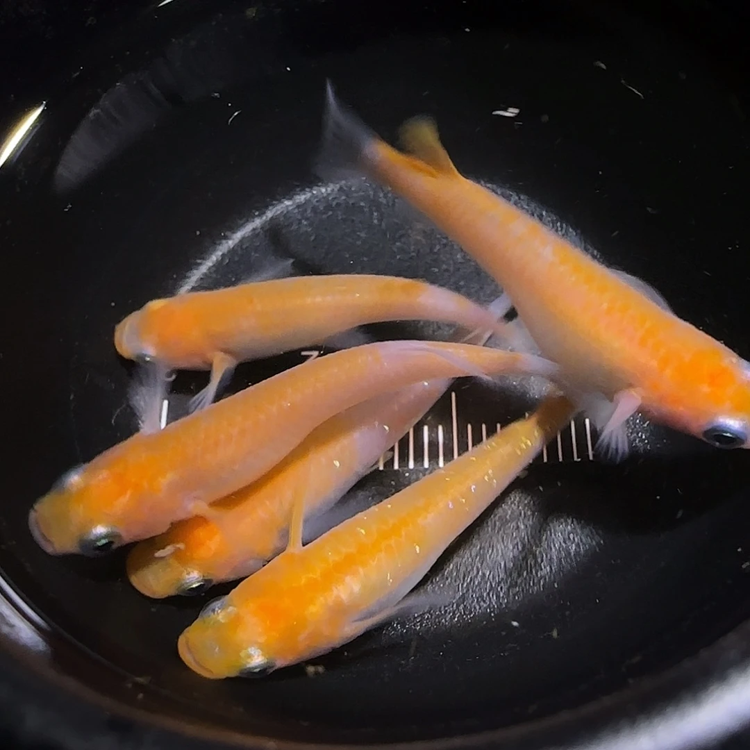 青鳉鱼观背青鱂一物一拍135
