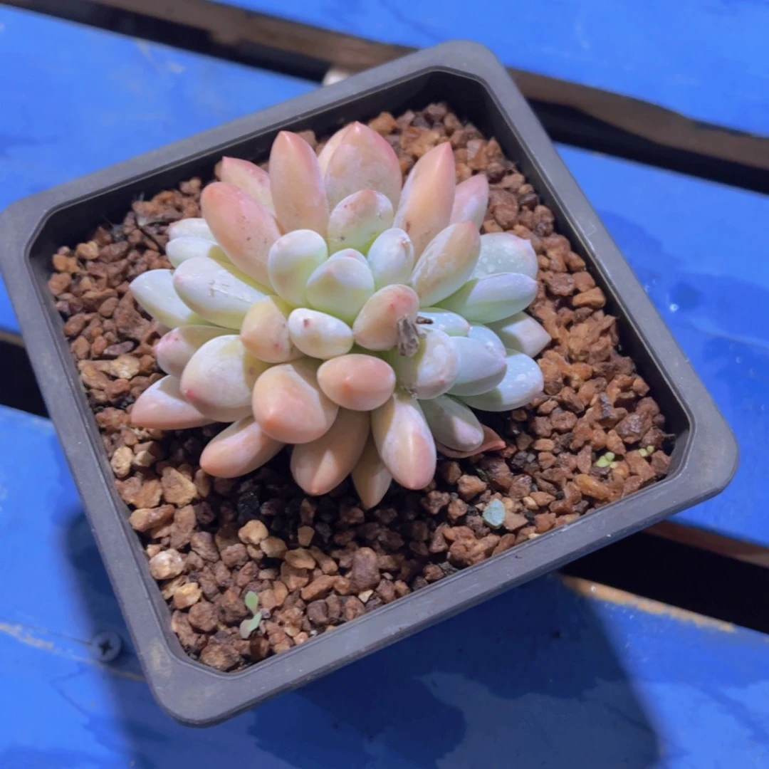 ?****#香水，多肉植物