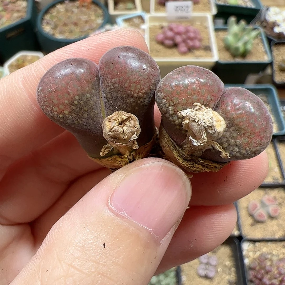 【闪购商品】353 风铃