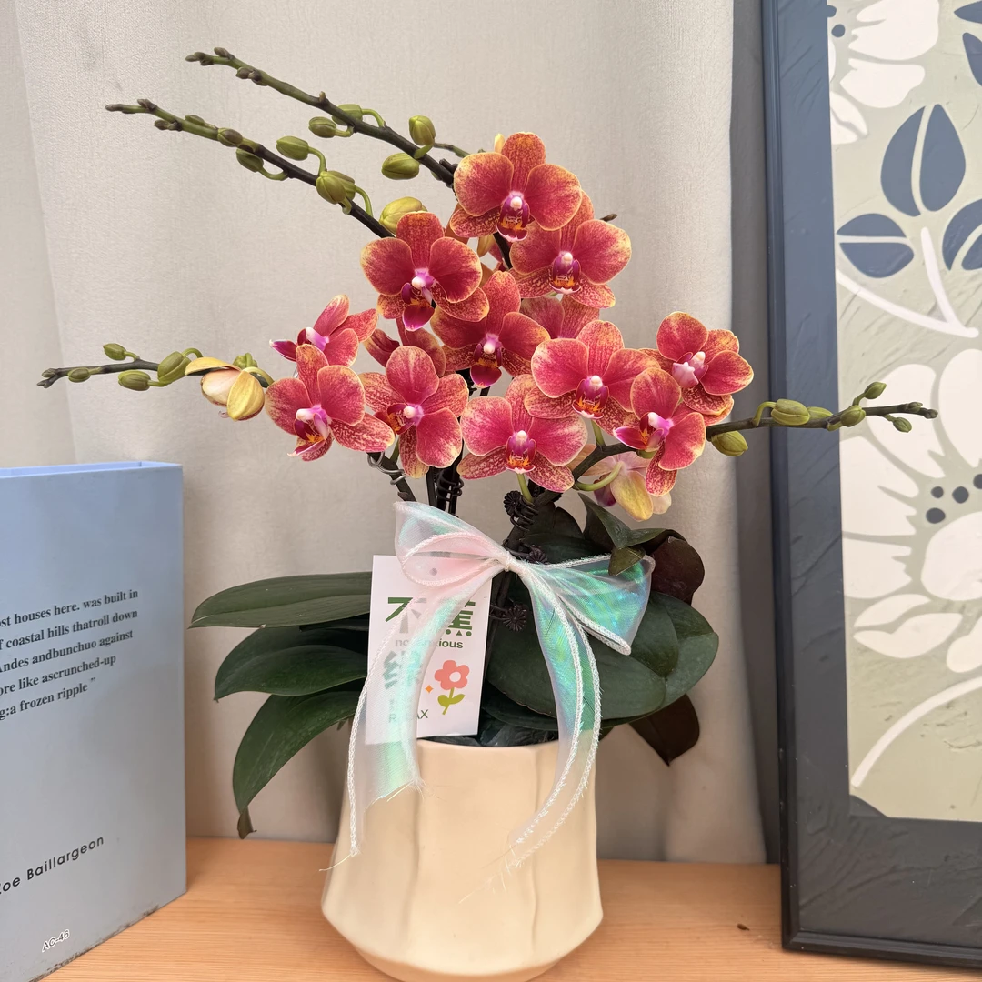 蝴蝶蘭《金蝶》蜡质小花  年宵爆品