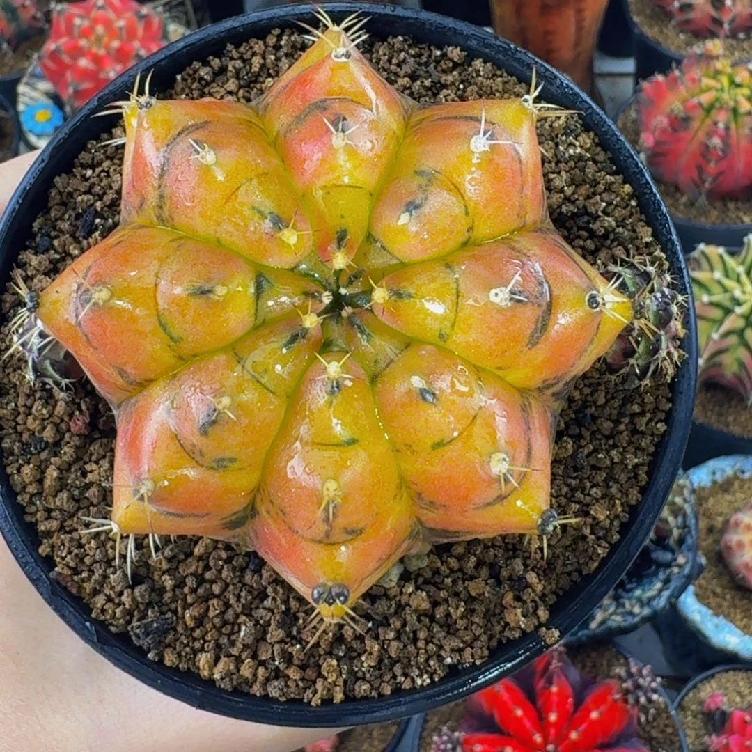 出侧牙moon melody00000000000288