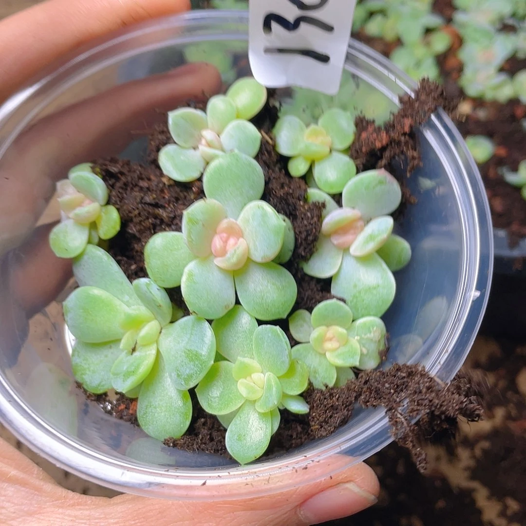 多肉植物多肉植物130