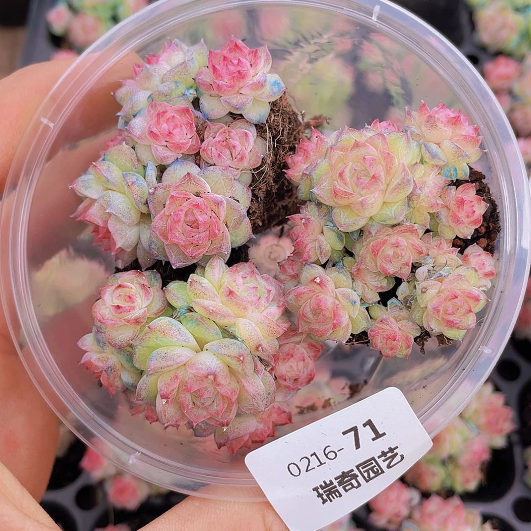 00000000000071量拍