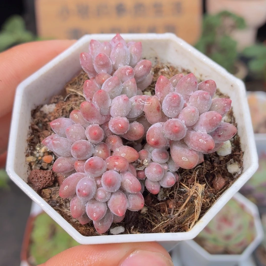 婴儿手指多肉9.9包邮发货