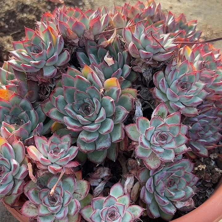 无花朵超大荷花。