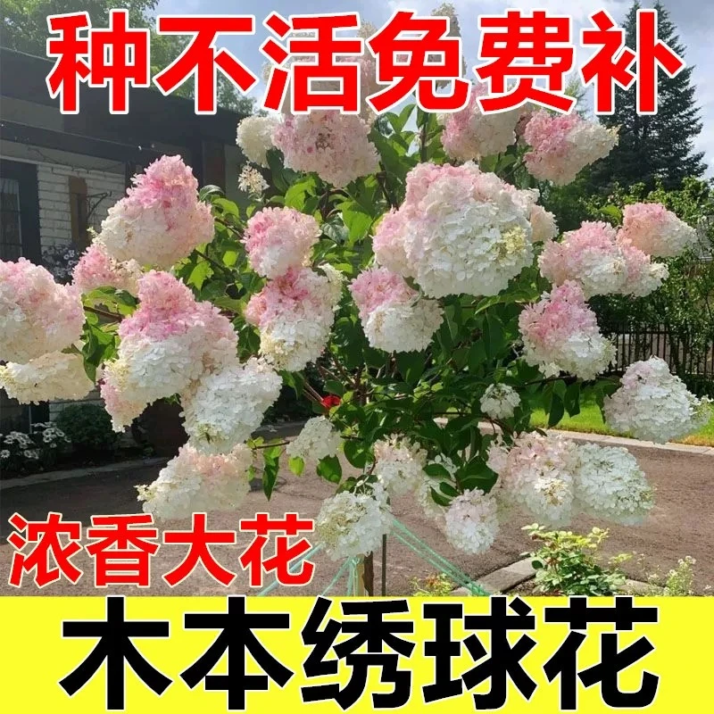 （二十加仑独杆树桩）香草北极熊圆锥绣球花苗盆栽庭院耐寒花卉植物