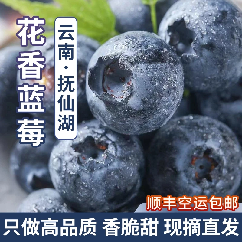 【大乐鲜果】云南抚仙湖L25花香蓝莓花青素水果脆甜爆汁现采现发